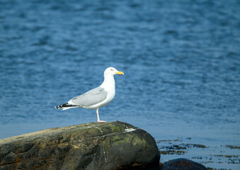A solitary seagull stands on a rocky surface by the water's edge. The serene blue water reflects sunlight while the bird scans the surroundings for food