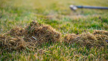 The process of lawn care after winter, combing the grass. Cleaning the grass after winter. Lawn care in the spring