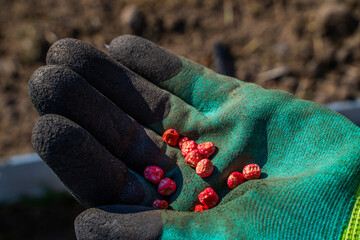 A hand in a rubber glove holds red pea seeds close-up on the background of a vegetable garden