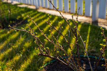 Gooseberry bush wakes up after winter on a sunny spring day