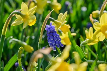 Fototapete Rund Muscari Flower Power and Tête à Tête in the morning sun © H.A.Colijn