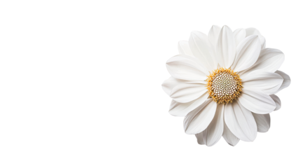 White dahlia flower with a textured golden center isolated on black, cut out transparent