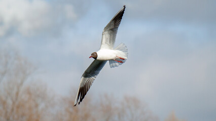 red backed vulture