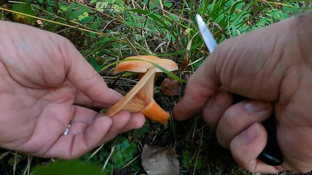 Wild mushrooms picking up, two nice specimen of Lactarius Deliciosus or Saffron Milkcap, orange milk visible on injury and incision, natural habitat