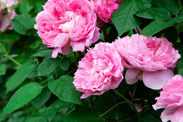 Mary Rose roses on a green flowerbed