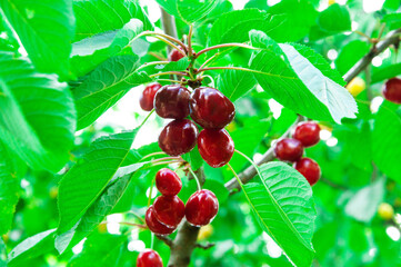 red sweet cherries on a green branch. the concept of growing cherries	
