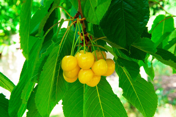 yellow ripe cherries on a branch in the garden. Rainier cherries on a green branch	
