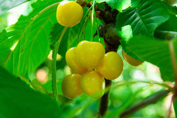 yellow ripe cherries on a branch in the garden. Rainier cherries on a green branch	
