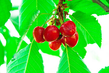 red sweet cherries on a green branch. the concept of growing cherries	
