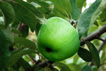 green varietal apple on a branch in a summer garden. the concept of growing apples of early varieties