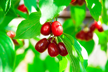 juicy dogwood fruits on a green branch