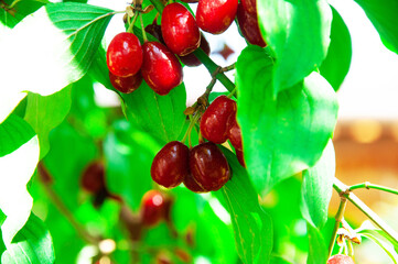 juicy dogwood fruits on a green branch