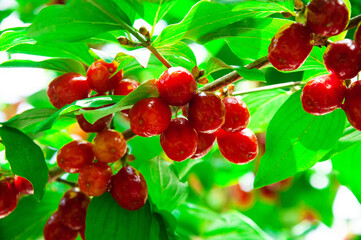 juicy dogwood fruits on a green branch
