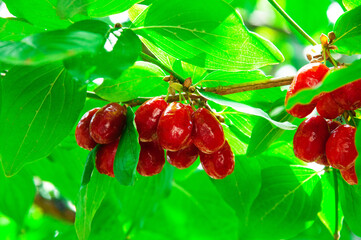 juicy dogwood fruits on a green branch