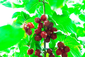 juicy dogwood fruits on a green branch