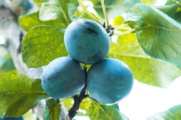 blue ripe big plums on a green tree in the garden. juicy sweet plums in the summer garden	