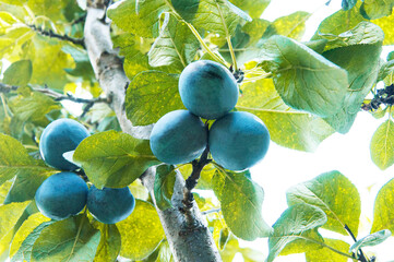 blue ripe big plums on a green tree in the garden. juicy sweet plums in the summer garden	