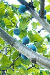 blue ripe big plums on a green tree in the garden. juicy sweet plums in the summer garden