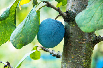 blue ripe plum on a branch in a green garden. the concept of growing plums	