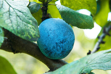 blue ripe plum on a branch in a green garden. the concept of growing plums