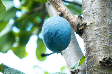 blue ripe plum on a branch in a green garden. the concept of growing plums	
