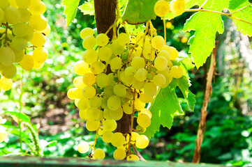 Big yellow grapes in the vineyard. the concept of growing grapes. wine making illustration. big grapes in the garden	