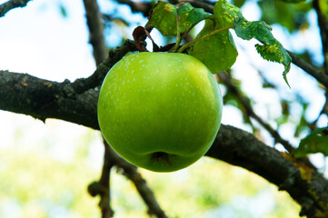 green varietal apple on a branch in a summer garden. the concept of growing apples of early varieties	