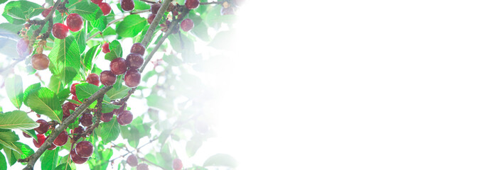 red sweet cherries on a green branch. the concept of growing cherries	