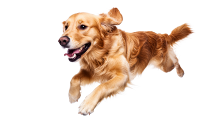 Golden retriever running, playing energetic, happy dog, cut out transparent