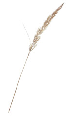 Isolated Dried Grass Stem on Transparent PNG Background