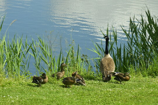 Canards et bernache du Canada au bord de l'eau au lac du domaine provincial De Gravers &agrave; Schendelbeke 