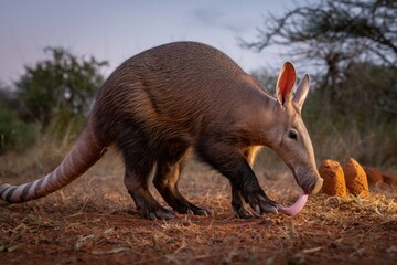 Aardvark in natural habitat at sunset exploring termite mound