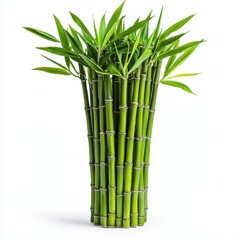Fototapeta premium A tall bamboo plant reaching for the sky captured against a clean white background highlighting its height and beauty
