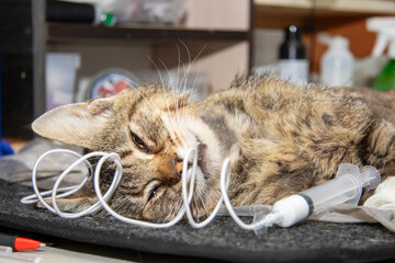 Veterinary Care and Support for Cats Who Are Undergoing Medical Treatment and Assistance