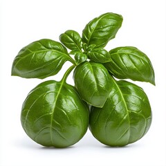 Fototapeta premium Fresh basil leaves isolated on a bright white background perfect for culinary uses and enhancing flavor in dishes