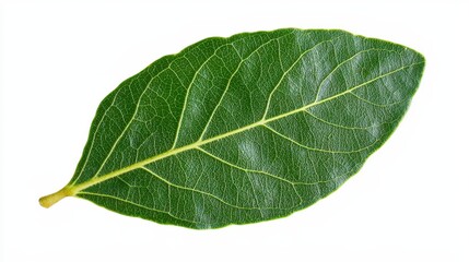 Obraz premium Beautiful high quality isolated bay leaf on white surface showcasing its glossy finish and natural leaf structure