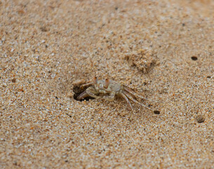 A crab is walking on the sand