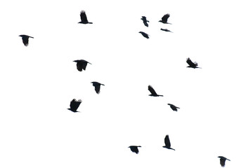 Obraz premium A flock of birds flying in the sky