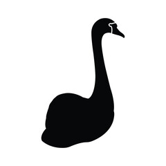 Black Swan on White Background with Elegant Feathers and Long Neck