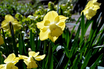 Vibrant yellow daffodils in Madrid botanical garden. Spring flowers in the rays of the sun