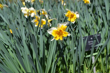 Obraz premium Vibrant daffodils in Madrid botanical garden. Yellow flowers and green leaves. Spring is coming