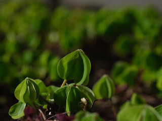 Obraz premium Close-up of green plant leaves in a natural setting, showcasing growth and vitality.