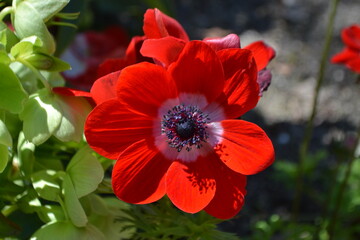 Vibrant red flower in bloom at madrid botanical garden. Anemone Coronaria Hollandia. Ranunculaceae