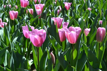 Vibrant pink tulips in a botanical garden, Madrid springtime display