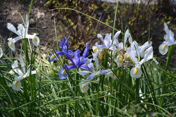 Obraz premium Vibrant flowers and lush greenery in madrid botanical garden. White and blue irises among green leaves. Spring flowers