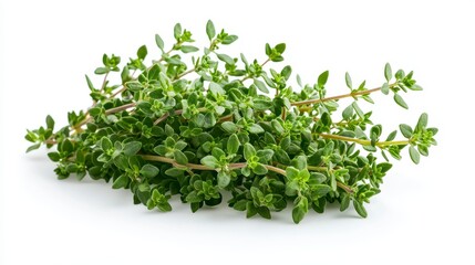 Obraz premium Beautiful thyon spica plant with lush green leaves and intricate features isolated for photography and art
