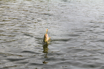 Pike Fish Being Reeled In Using a Colorful Fishing Lure on a Serene Lake