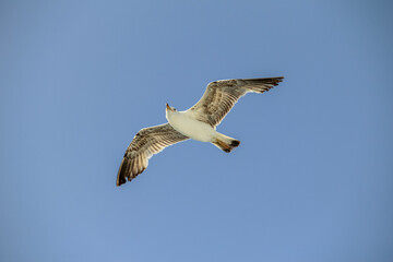 Seagull Gliding Effortlessly Against a Clear Blue Sky in Mid-Flight