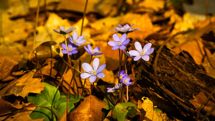 Common liverwort flower (Hepatica nobilis).