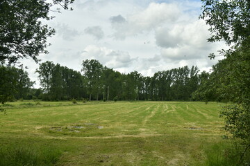 L'une des prairies longeant le domaine provincial De Gravers à Schendelbeke (Geraardbergen )
